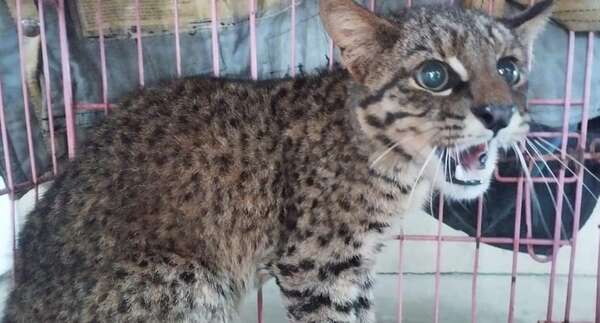 Rescantan un gato pardo de una barcaza - Nacionales - ABC Color