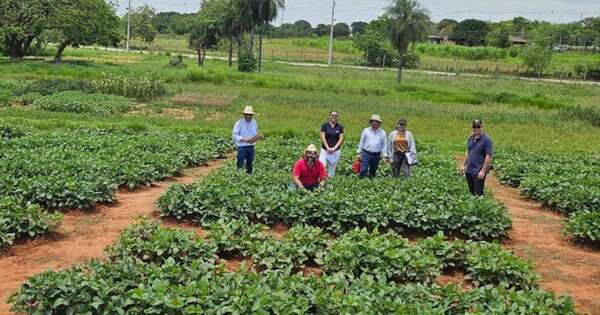 La Nación / Buscan mejorar el kumanda pytã’i