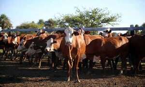 Más carne, más empleo y más divisas sin forzar el sistema - ABC Rural - ABC Color