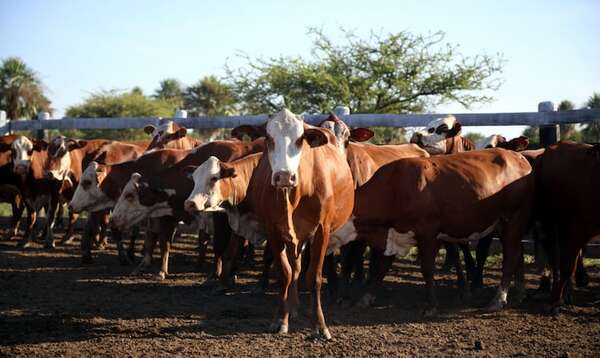 Más carne, más empleo y más divisas sin forzar el sistema - ABC Rural - ABC Color