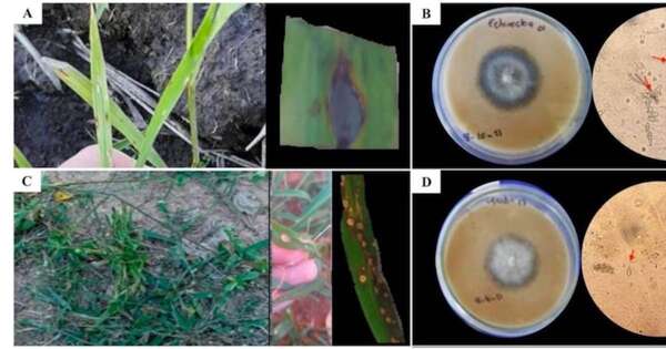 La Nación / Control de enfermedades en arrozales