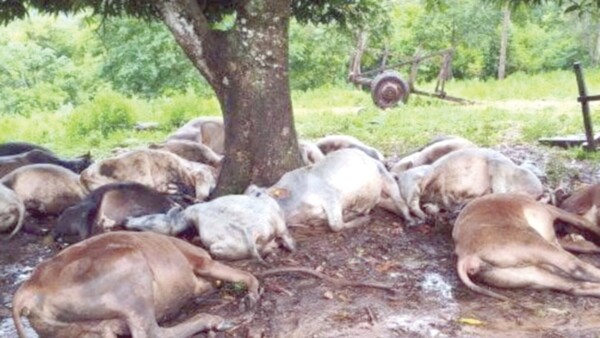 Caída de rayos mató a agricultor y 19 vacas