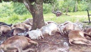 Rayos causan la muerte de un agricultor y 19 vacas en Caaguazú y Guairá - Concepción al Día