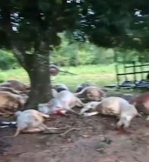 Un rayo mató a más de 15 vacas en Colonia Independencia - trece