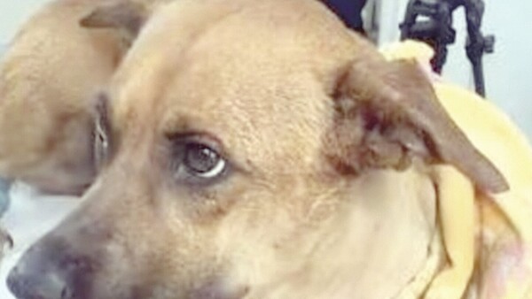 Canela y su camino a la primera prótesis de mandíbula para perros