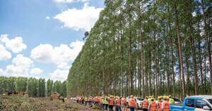 La Nación / Infona destaca el potencial forestal de más de 8 millones de hectáreas