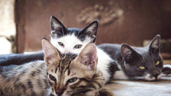 “Mi novio quiere que regale mis 11 gatos o me va a dejar, he’i”