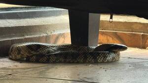 Aparece segunda serpiente en menos de tres días en San Antonio y bomberos la devuelven a su hábitat