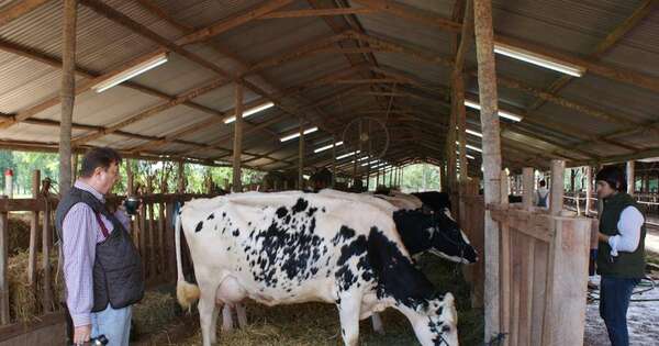 La Nación / Cooperativas duplican su participación en exportaciones de carne y fortalecen el agro