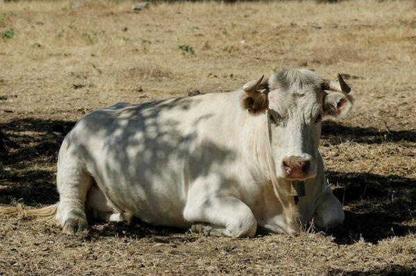 Abigeato golpea a productora de Jhugua Ocampo, Concepción - Concepción al Día