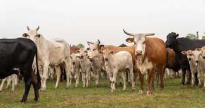 La Nación / Carne, sanidad y acceso a mercados: impacto del acuerdo para Paraguay