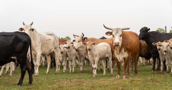 La Nación / Carne, sanidad y acceso a mercados: impacto del acuerdo para Paraguay