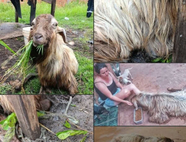 Rescatan a una cabra en grave estado de abandono en Ypané