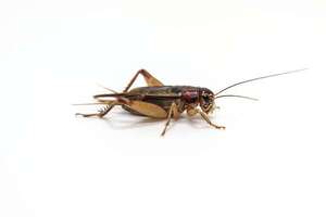 Hay un grillo en mi habitación: ¿qué hago?  - Estilo de vida - ABC Color