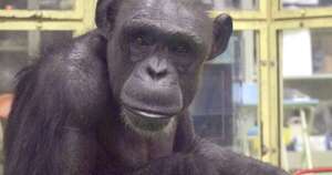 La Nación / Fallece a los 49 años la chimpancé Ai, que dominaba el alfabeto inglés