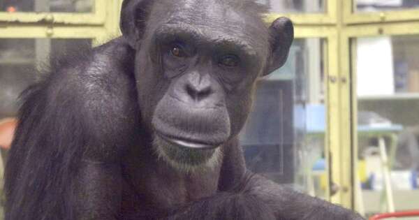 La Nación / Fallece a los 49 años la chimpancé Ai, que dominaba el alfabeto inglés