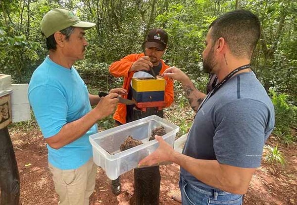 Extraen miel de abejas nativas por primera vez en el Refugio Biológico de Mbaracayú de Itaipú | DIARIO PRIMERA PLANA