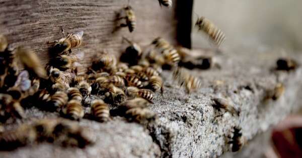La Nación / Luque: un hombre falleció tras ser atacado por avispas