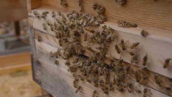 Hombre de 60 años muere tras ser atacado por un enjambre mientras limpiaba un patio baldío