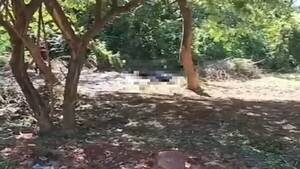 Un enjambre de abejas mata a un trabajador que limpiaba un patio baldío en Luque