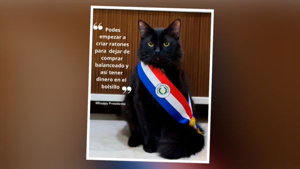 El gato Mboppy conquista las redes con un meme que emula a Peña