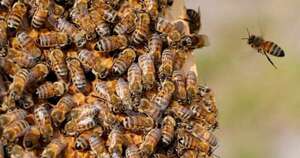 Diario HOY | Tragedia en Luque: Trabajador murió tras ser atacado por abejas