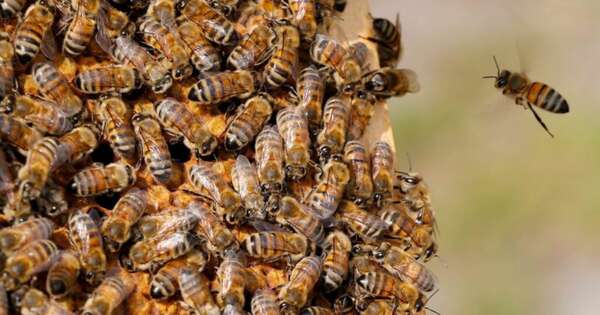 Diario HOY | Tragedia en Luque: Trabajador murió tras ser atacado por abejas