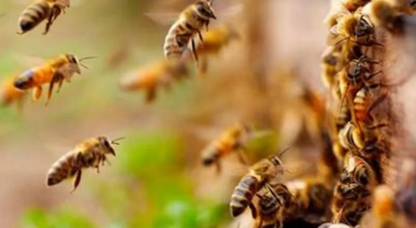 Luque: un hombre falleció tras ser atacado por abejas mientras limpiaba un yuyal