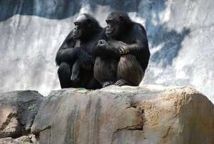 Un estudio identifica comportamiento homosexual en 59 especies de primates no humanos - Ciencia - ABC Color