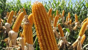 Producción de maíz impulsa mercado paraguayo