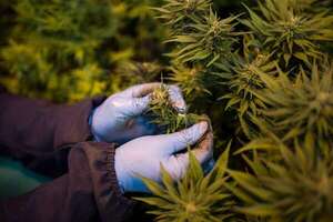 Imputan a padres de la niña intoxicada con marihuana en PJC - Nacionales - ABC Color