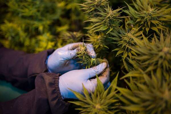 Imputan a padres de la niña intoxicada con marihuana en PJC - Nacionales - ABC Color