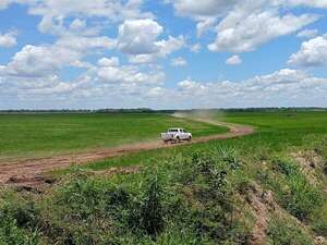 Fiscalía investiga presunto daño ambiental en arrozal de Borja tras denuncia por desvío de arroyo  - Nacionales - ABC Color