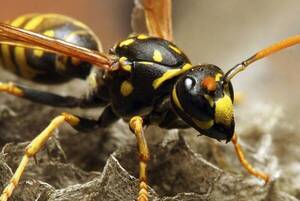 Un karaí fue víctima de avispas asesinas