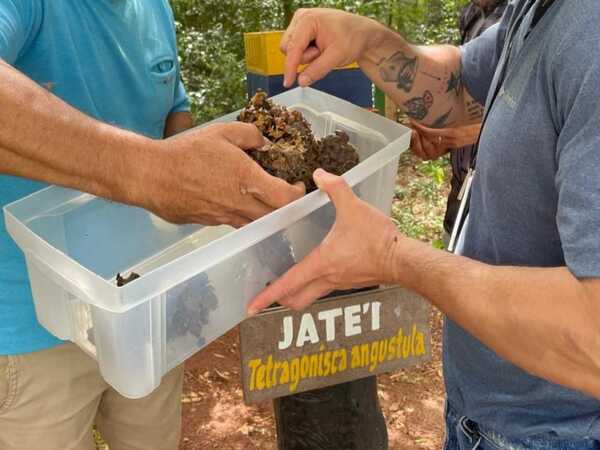 Abejas sin aguijón: Primera cosecha de miel en Mbaracayú