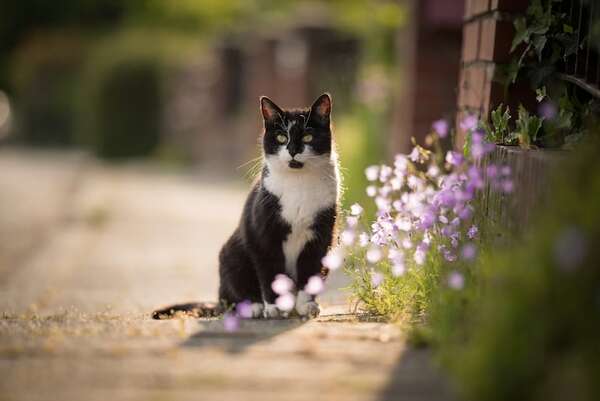 Gatos en libertad: por qué dejar salir a tu “michi” es un desastre para la biodiversidad local - Mascotas - ABC Color
