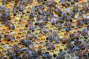 Ataques de abejas: consejos urgentes tras la tragedia en Luque - Nacionales - ABC Color