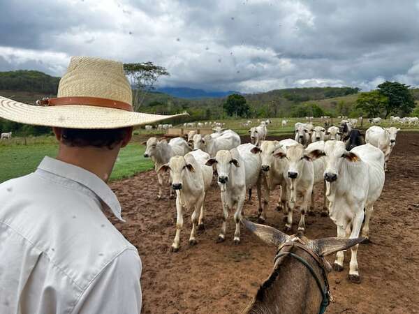 La reducción ganadera implica riesgos y oportunidades ecológicas en el planeta - Ciencia - ABC Color