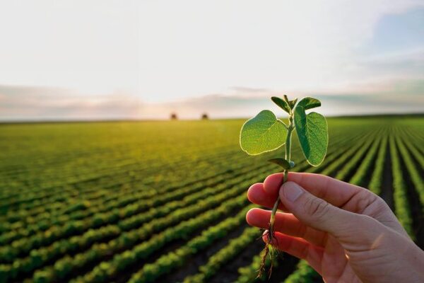 Las lluvias acercan al país a súper zafra de soja de 11 millones de toneladas