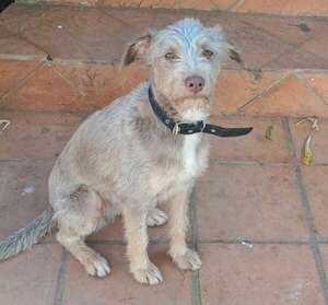 Canela - Encontrá a tu mascota - ABC Color