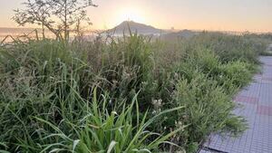 Peligrosos matorrales se apoderan de camineros de Costanera Sur - Crónicas Ciudadanas - ABC Color