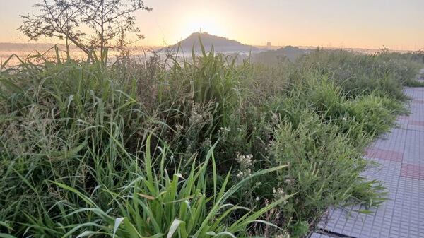 Peligrosos matorrales se apoderan de camineros de Costanera Sur - Crónicas Ciudadanas - ABC Color
