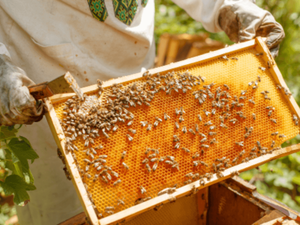 PRECAUCIÓN ANTE ENJAMBRES DE ABEJAS