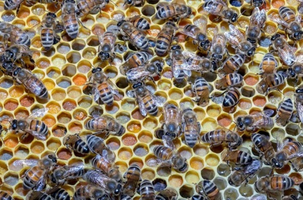 ¿Qué hacer si te atacan abejas? Lo que explicaron bomberos tras el caso en Luque