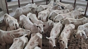 Senabico recaudó casi G. 3.667 millones por 737 cabezas de ganado de Lalo Gomes