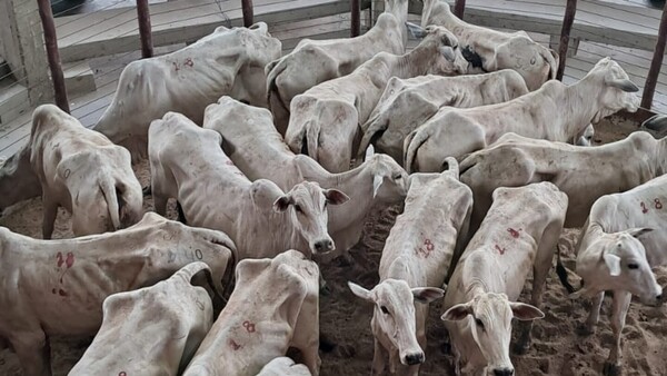 Senabico recaudó casi G. 3.667 millones por 737 cabezas de ganado de Lalo Gomes