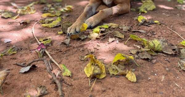 La Nación / Canela salió al patio a tomar sol y así buscan animarla para su recuperación