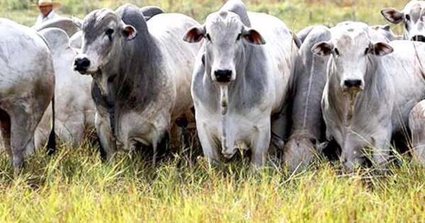 Diario HOY | AFD habilita línea de crédito para ganaderos, buscando abaratar precio de la carne