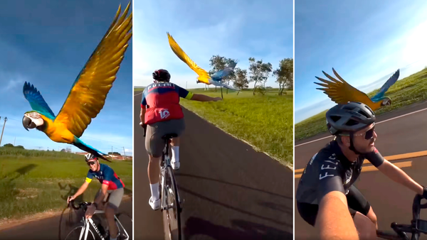 Video: Guacamayo escolta a ciclistas en pleno entrenamiento en Brasil