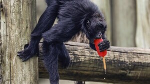 Los animales del zoológico de Río de Janeiro reciben helados en un día con calor récord